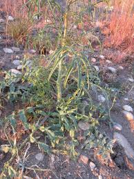 Attēlu rezultāti vaicājumam “Sisymbrium altissimum”