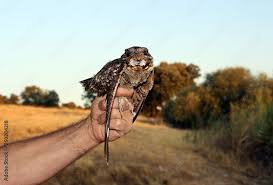 Image result for Caprimulgus ruficollis