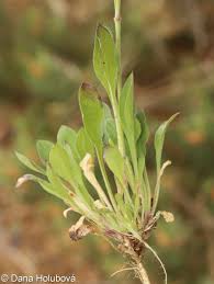 Attēlu rezultāti vaicājumam “Silene nutans”