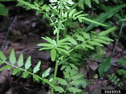 Attēlu rezultāti vaicājumam “Cardamine impatiens”
