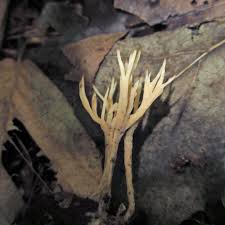 Attēlu rezultāti vaicājumam “Tremellodendropsis tuberosa”