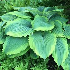 Attēlu rezultāti vaicājumam “Hosta sp.”