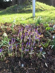 Attēlu rezultāti vaicājumam “Crocus tommasinianus”