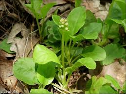 Attēlu rezultāti vaicājumam “Pyrola minor leaf”