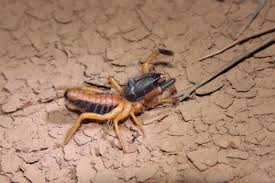 Attēlu rezultāti vaicājumam “Colloderma sp.”