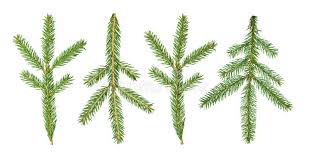 Attēlu rezultāti vaicājumam “Abies sibirica”