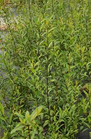 Attēlu rezultāti vaicājumam “Salix triandra”