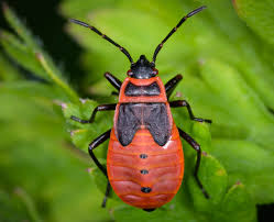 Attēlu rezultāti vaicājumam “Pyrrhocoris apterus nymph”