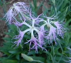 Image result for Dianthus superbus
