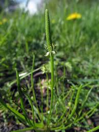 Attēlu rezultāti vaicājumam “Myosurus minimus”
