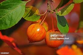 Attēlu rezultāti vaicājumam “Malus prunifolia”