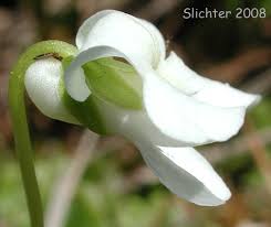 Attēlu rezultāti vaicājumam “Viola palustris flower”