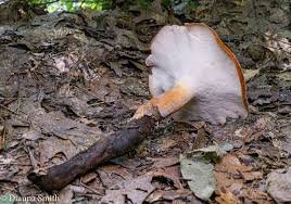 Attēlu rezultāti vaicājumam “Polyporus”