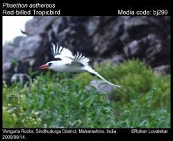 Image result for Phaethon aethereus