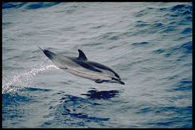 Image result for Stenella coeruleoalba