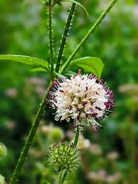 Image result for Dipsacus pilosus