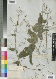 Attēlu rezultāti vaicājumam “Diachea dictyospora (syn. Craterium dictyosporum) young”