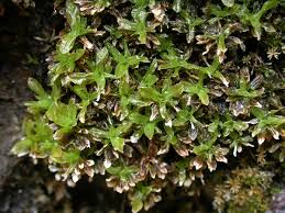 Attēlu rezultāti vaicājumam “Encalypta”