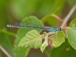 Attēlu rezultāti vaicājumam “Coenagrion puella”