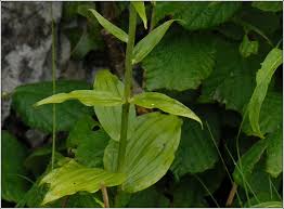 Attēlu rezultāti vaicājumam “Epipactis helleborine leaf”