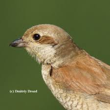 Attēlu rezultāti vaicājumam “Lanius collurio female”