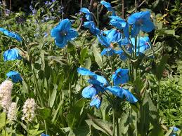 Image result for Meconopsis betonicifolia
