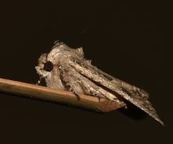 Attēlu rezultāti vaicājumam “Hadula trifolii larva”