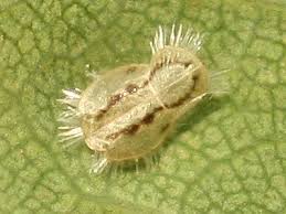 Attēlu rezultāti vaicājumam “Trioza dispar nymph”