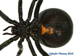 Attēlu rezultāti vaicājumam “Theridiidae”