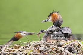 Attēlu rezultāti vaicājumam “Podiceps cristatus nest”