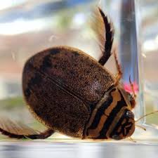 Attēlu rezultāti vaicājumam “Acilius sulcatus”