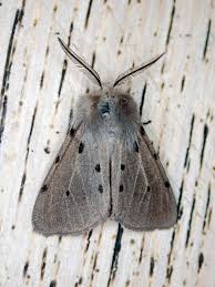 Attēlu rezultāti vaicājumam “Diaphora mendica”