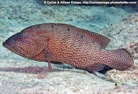 Image result for Cephalopholis cruentata