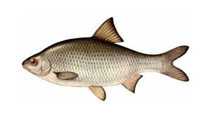 Image result for Rutilus caspicus