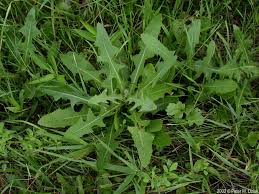 Attēlu rezultāti vaicājumam “Sonchus arvensis subsp. uliginosus fruit”