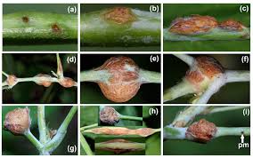 Attēlu rezultāti vaicājumam “Lasioptera rubi”
