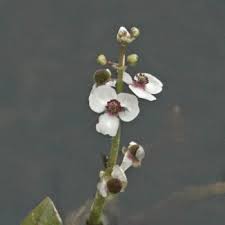 Attēlu rezultāti vaicājumam “Sagittaria sagittifolia flower”