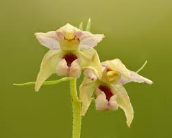 Attēlu rezultāti vaicājumam “Epipactis helleborine flower”