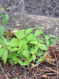 Attēlu rezultāti vaicājumam “Galinsoga quadriradiata leaf”