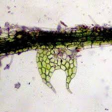 Attēlu rezultāti vaicājumam “Cephalozia loitlesbergeri”