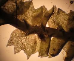 Attēlu rezultāti vaicājumam “Barbilophozia attenuata”