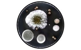 Attēlu rezultāti vaicājumam “Comatricha meandrispora spores”