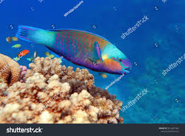 Image result for Chlorurus sordidus