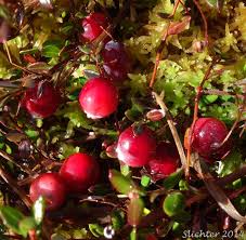 Attēlu rezultāti vaicājumam “Oxycoccus leaf”