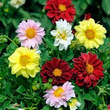 Image result for Dahlia hybrid.