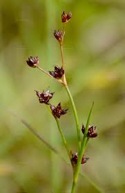 Attēlu rezultāti vaicājumam “Juncus compressus”