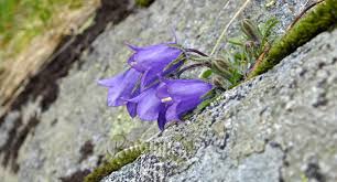 Image result for Campanula spicata