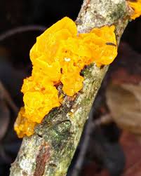 Attēlu rezultāti vaicājumam “Tremella ramalinae”