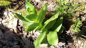 Attēlu rezultāti vaicājumam “Hylotelephium maximum leaf”