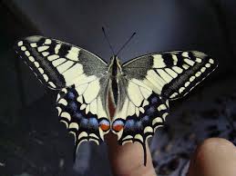 Attēlu rezultāti vaicājumam “Papilio machaon”